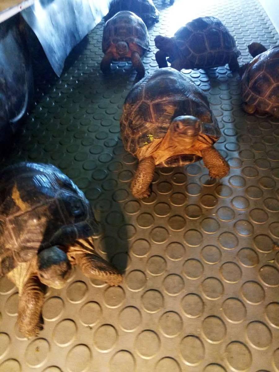 陆狗其实拿水龟池养也ok