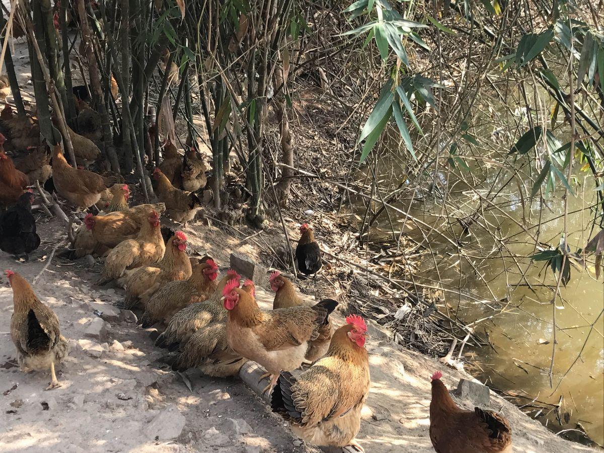 合浦石湾镇松香源农庄香草谷鸡,谷鸡初生蛋,天然美味又健康!