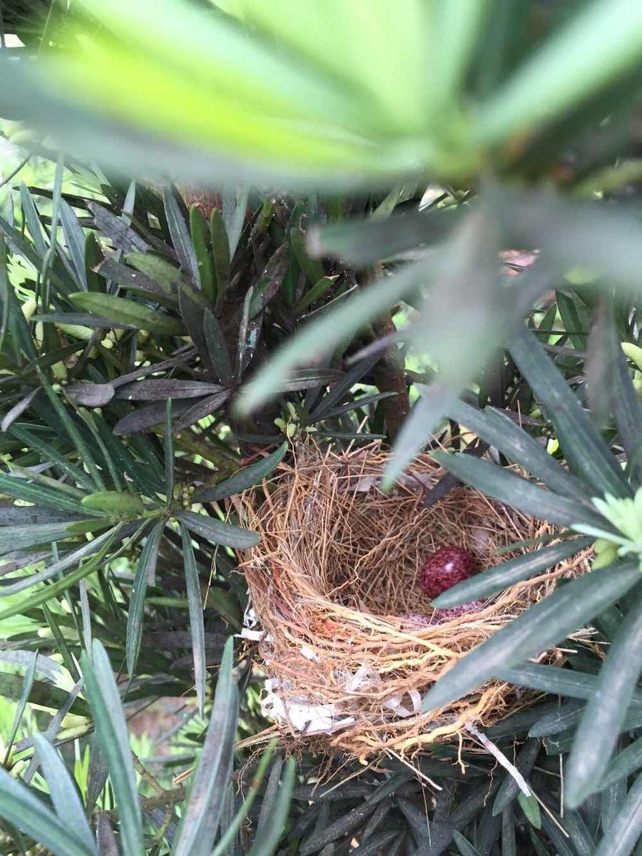 瞄北海土著精華1來自: 廣西玉林市呵呵,麻雀窩就在下面這個羅漢松樹上