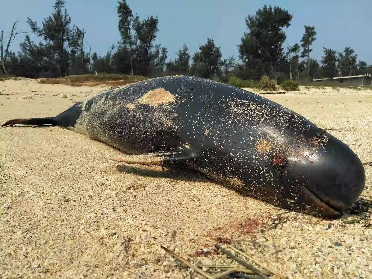 每个月都有海豚死亡事件发生北海开展联合调查
