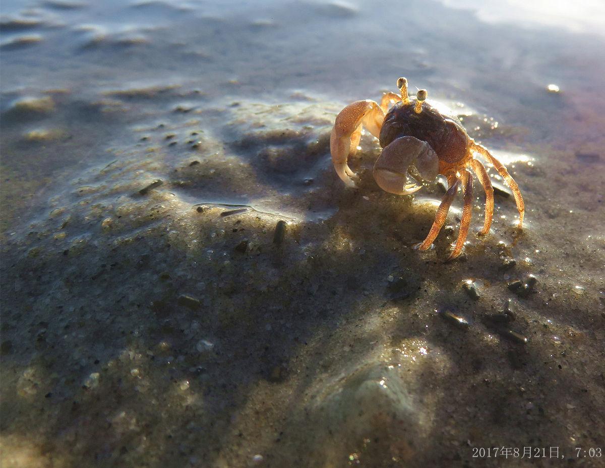 开光的银滩沙蟹你见过吗