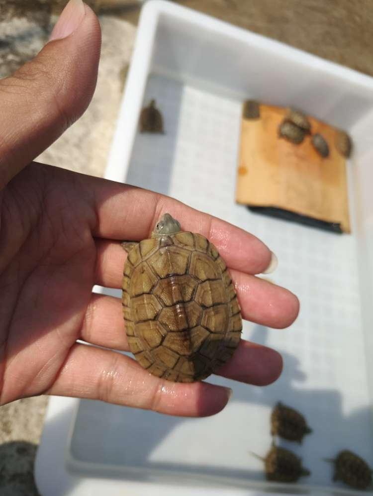 在高德养的一些小青头