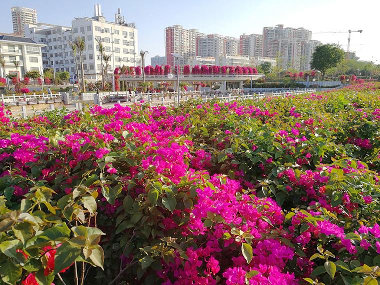 市花公園算是在北海市中心的位置