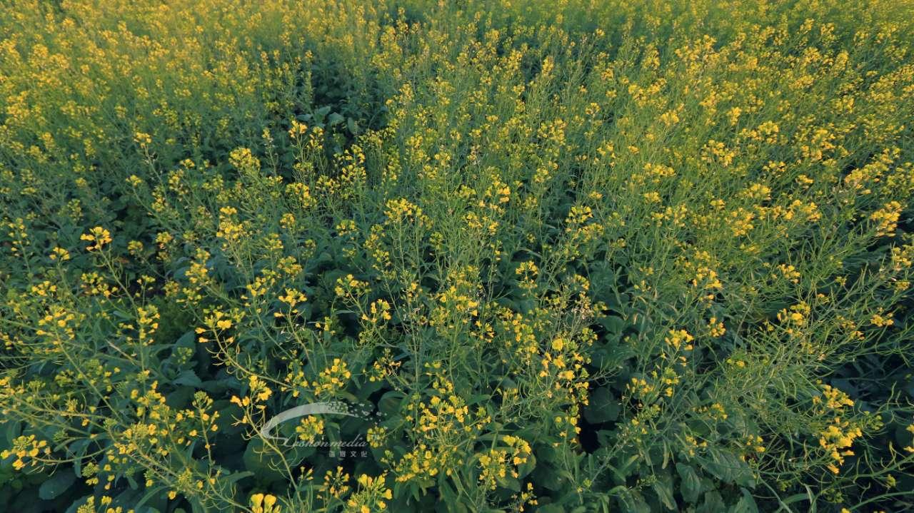 关于赤西村油菜花旅游文化节的思考