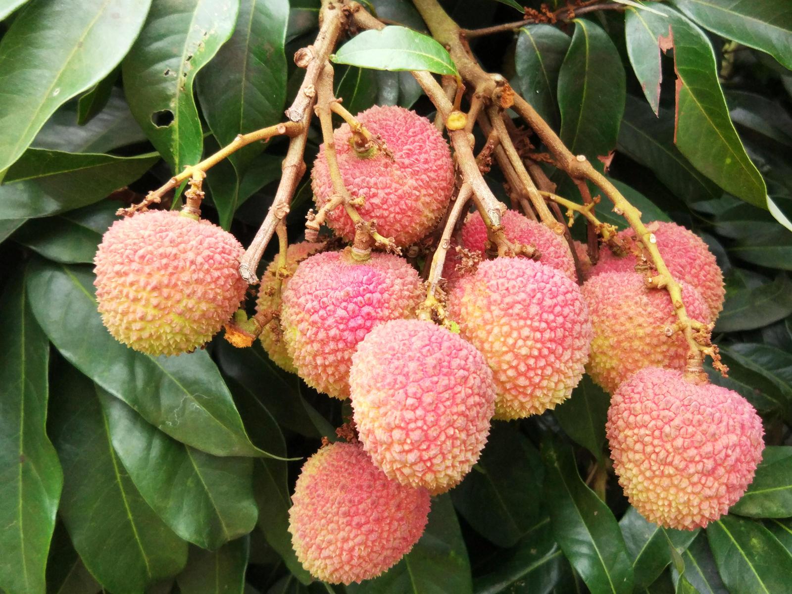 【北海人假期攻略】30元/人荔枝任吃,夏至之前吃够皮!