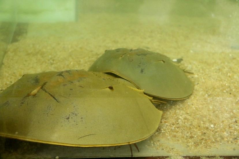 为什么那么多人偷捕中国鲎来吃,营养价值很高吗?