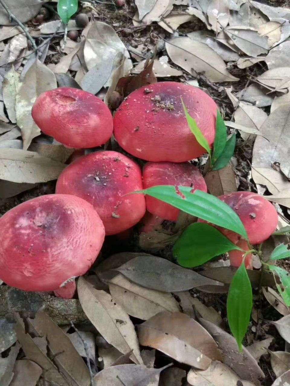 红椎菌有多少北海人吃过