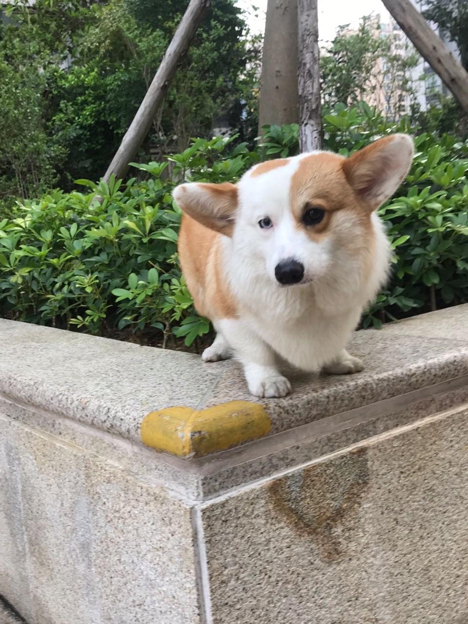 柯基走丢了,求帮转发