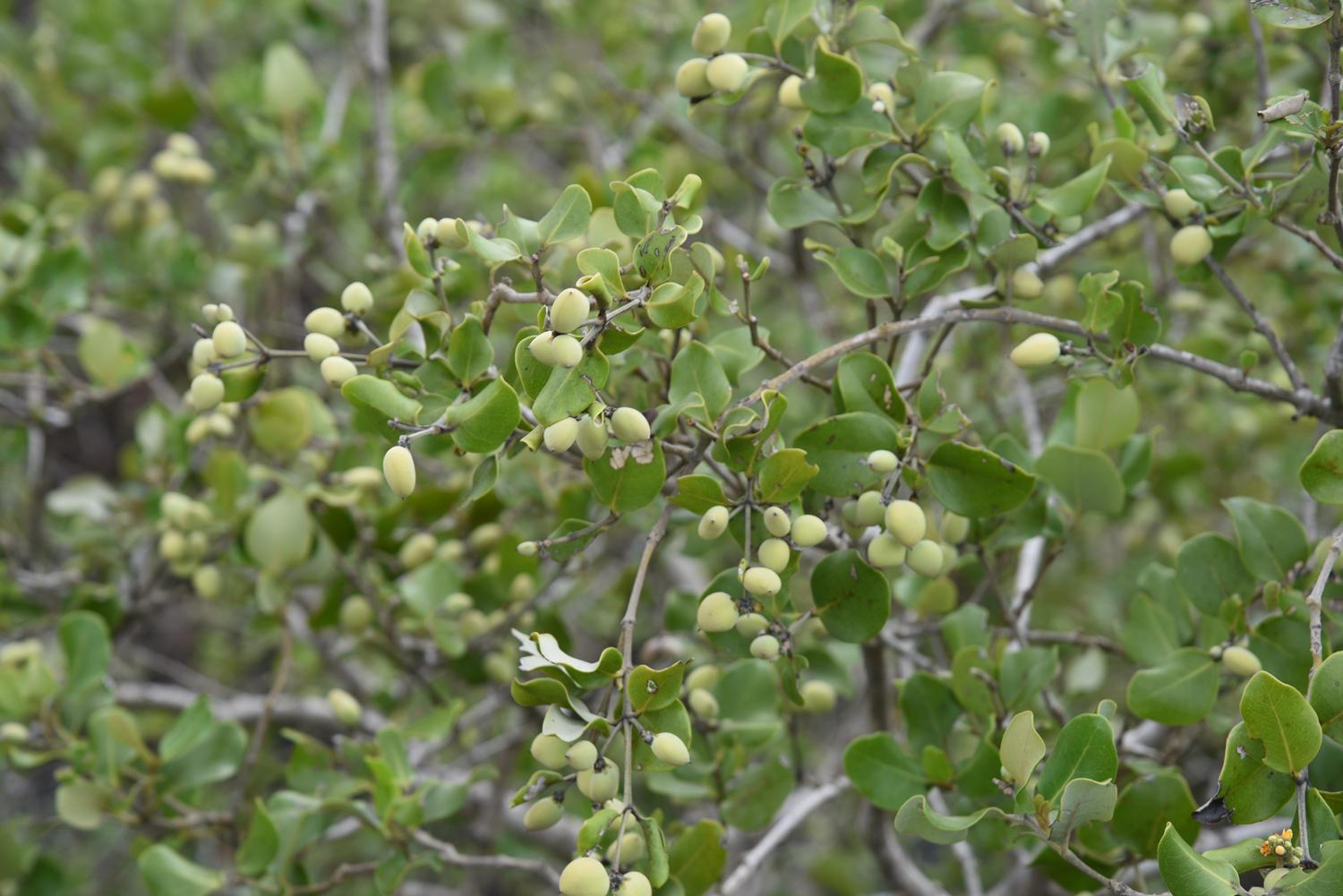 长满榄钱的红树林"白骨壤"