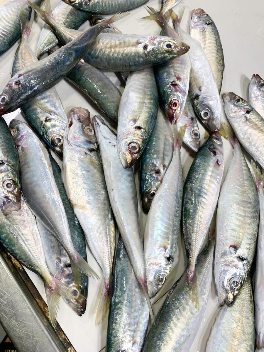 感觉今天的棍子鱼不是特别新鲜,很多鱼眼都有些浑浊了,价格不贵,煎