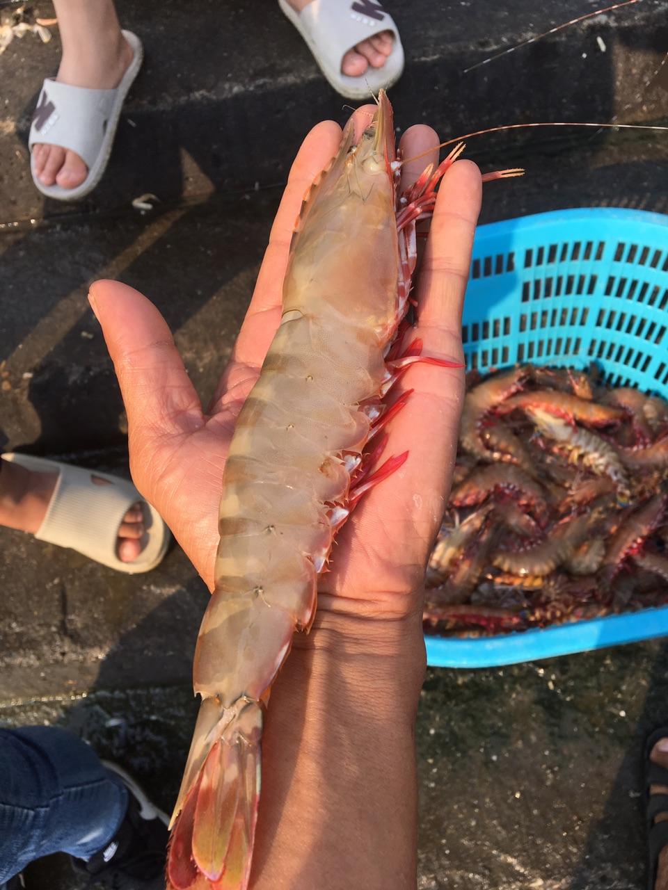 鬼虾.市场价一百六一斤