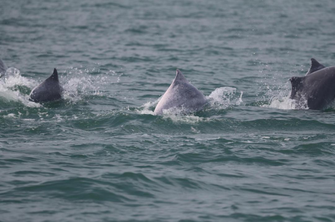 前天!北海海域发现最大中华白海豚群,专家估计有300~500头