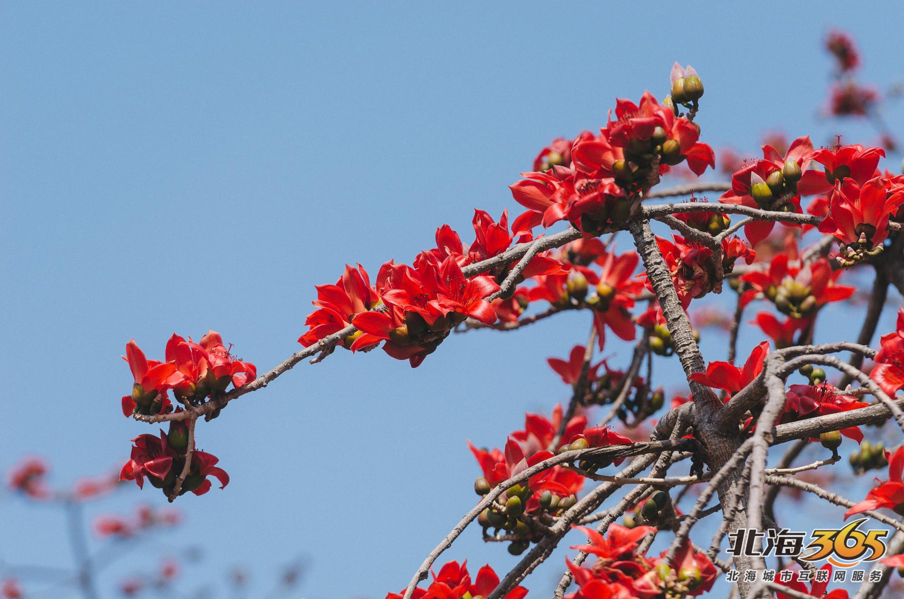 木棉花,又叫英雄花,于每年2月-3月开花,花期较长,5,6月份花落叶出