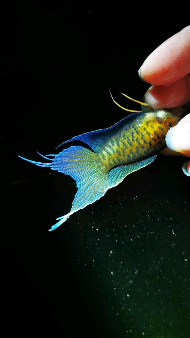 中国斗鱼黄金豹纹之美