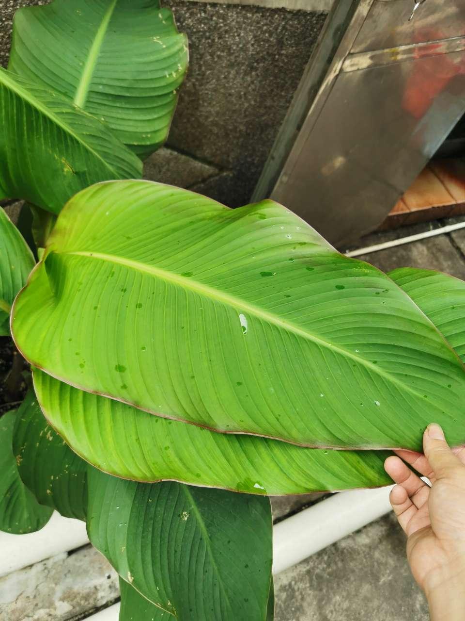 晒一下三棵状元薯