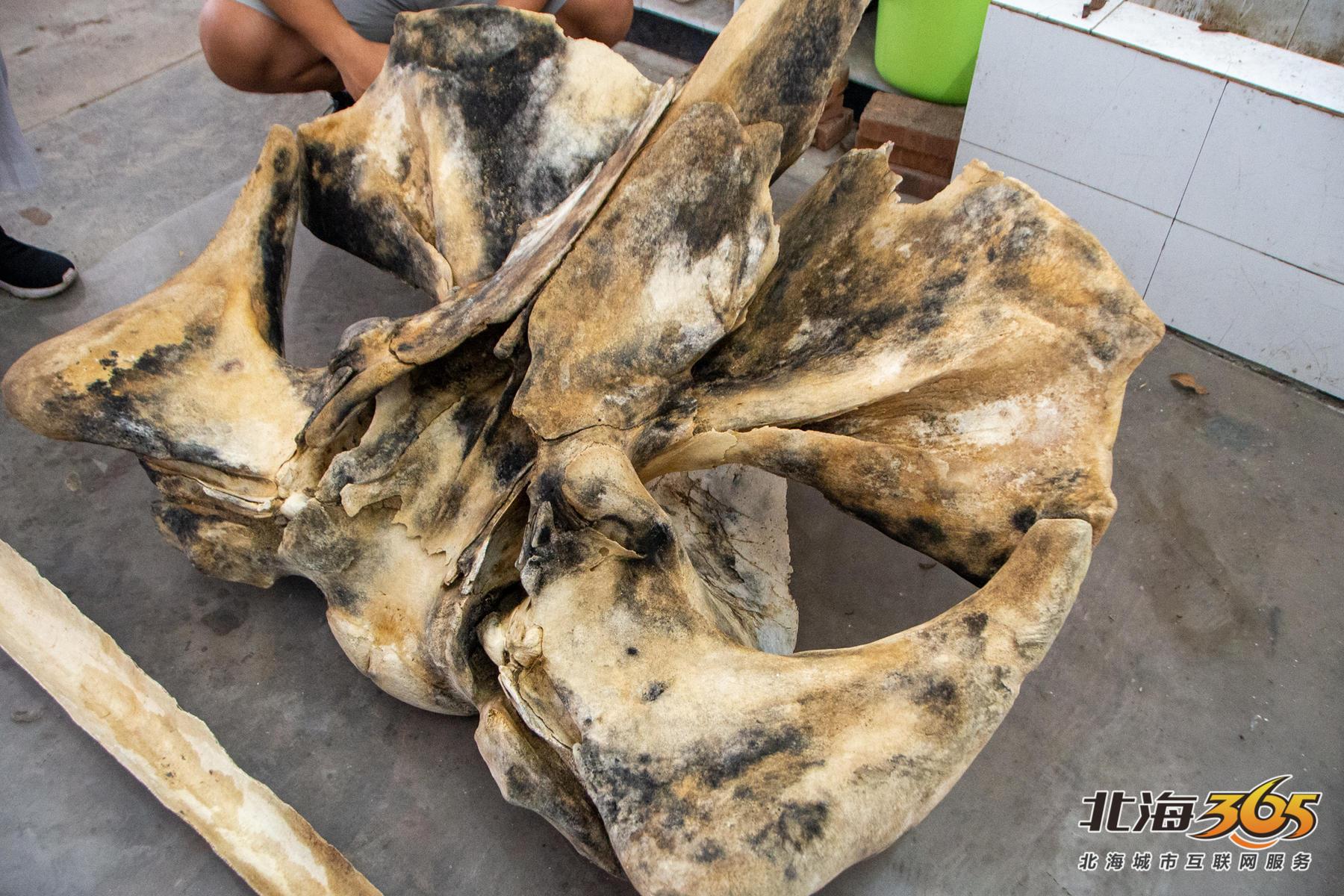 后续地角海滩发现的动物骸骨初步判断为须鲸头骨