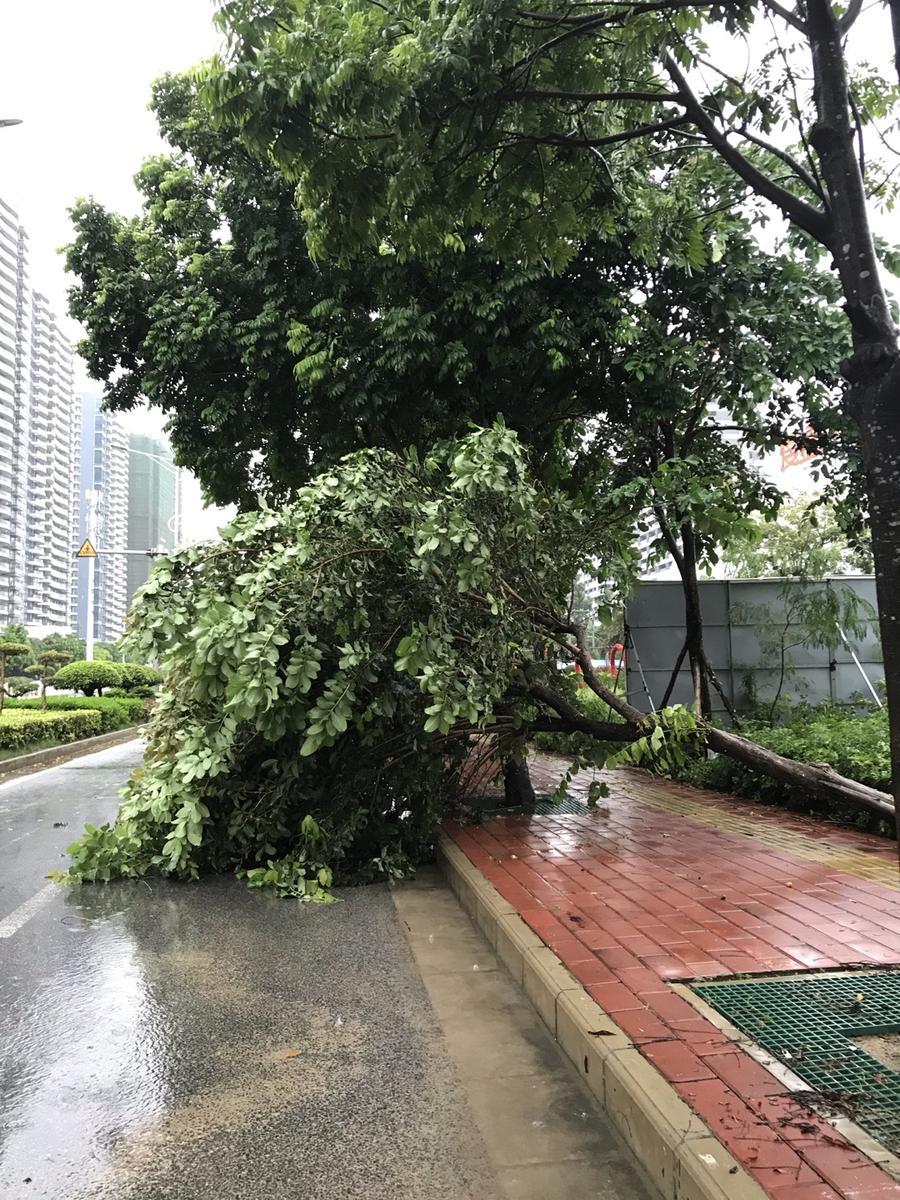 苗晓兰戳脚拳踢断树图片