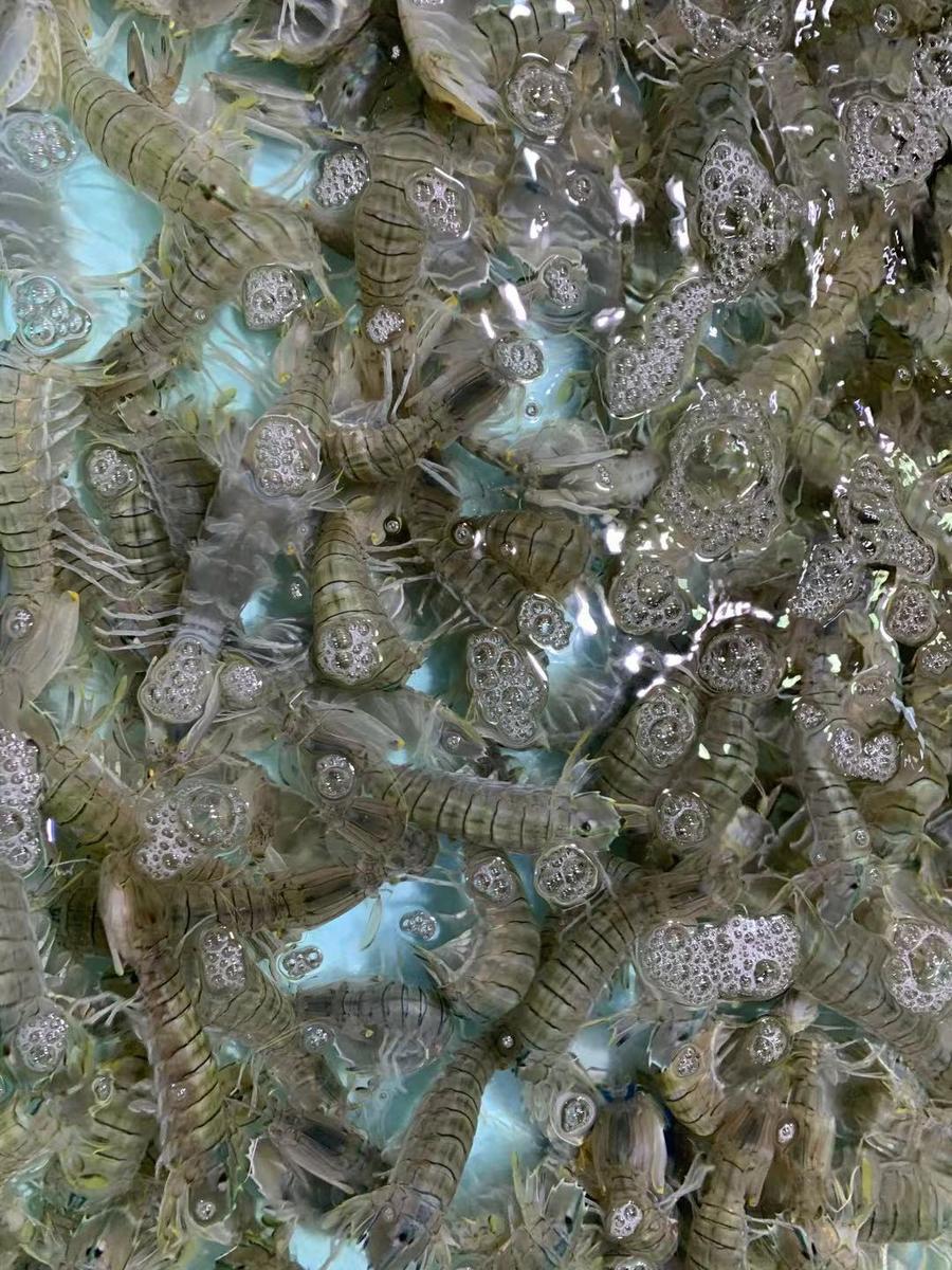 弹虾也很是肥美.