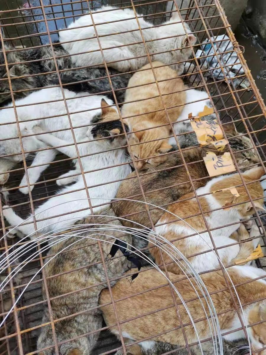 沈阳人刘哥北海49只流浪猫的专职保姆筹集上万元救活四肢被打折的橘猫