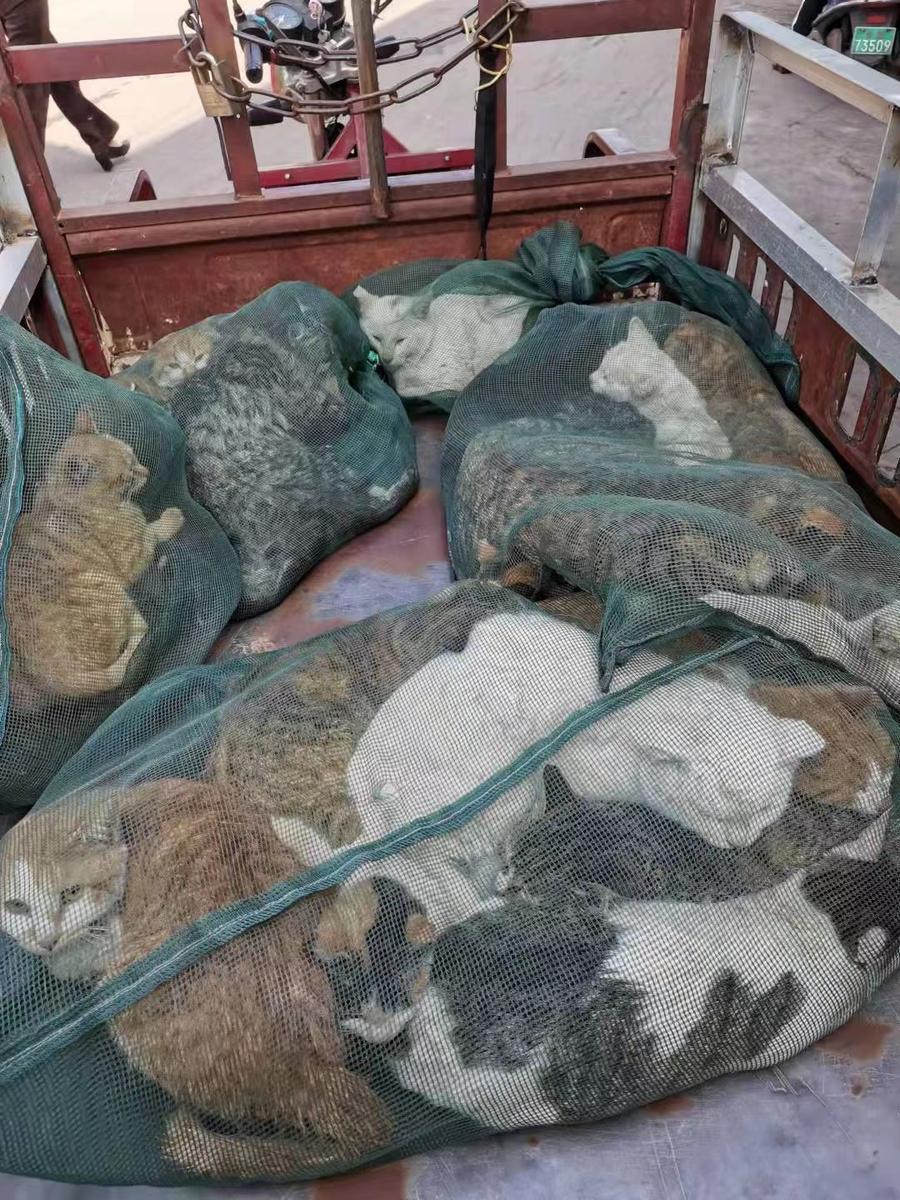 沈阳人刘哥北海49只流浪猫的专职保姆筹集上万元救活四肢被打折的橘猫