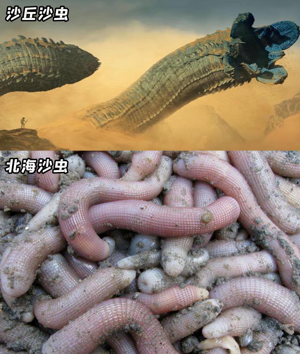 要紧!北海特产沙虫,登上国际电影院线大荧幕