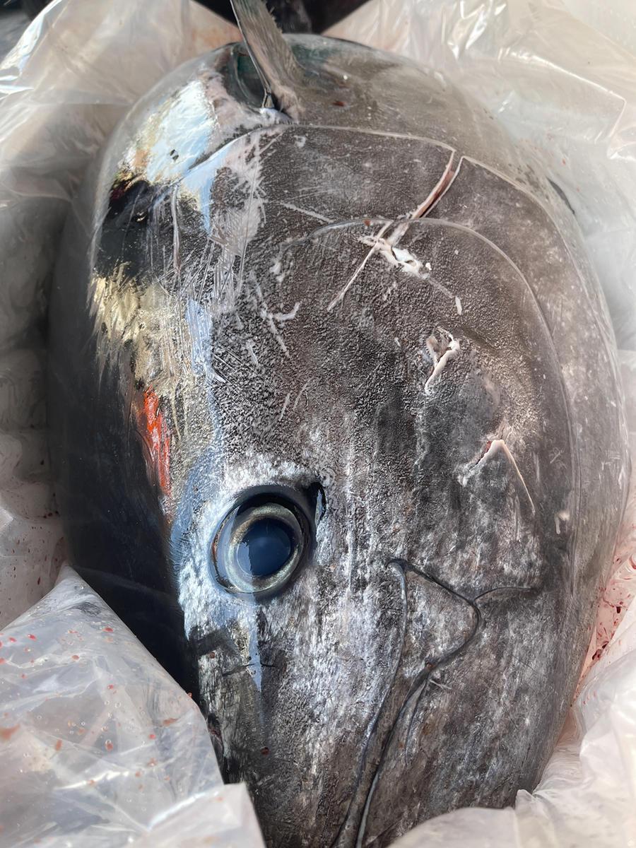 比今年拍卖的鱼王还大北海街开了一条249斤蓝鳍金枪鱼