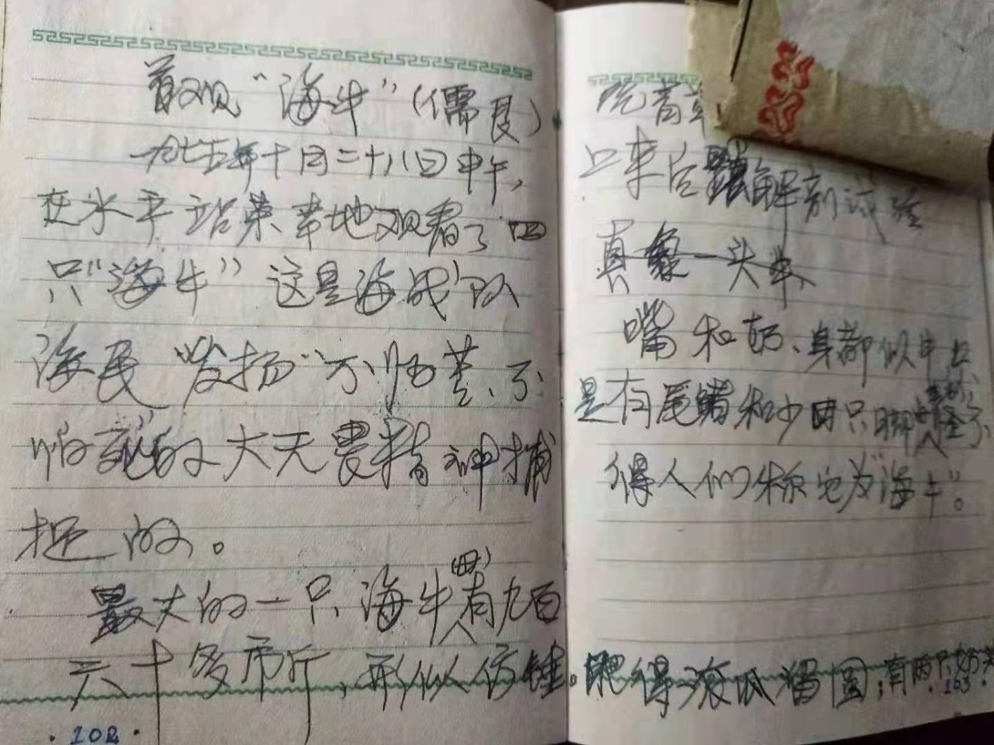 回忆四十七年前,合浦沙田捕捉海牛(美人鱼)的情景