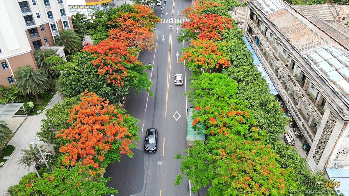 北海喜迎蓝花楹火凤凰盛开让这条景观大道变得太靓了