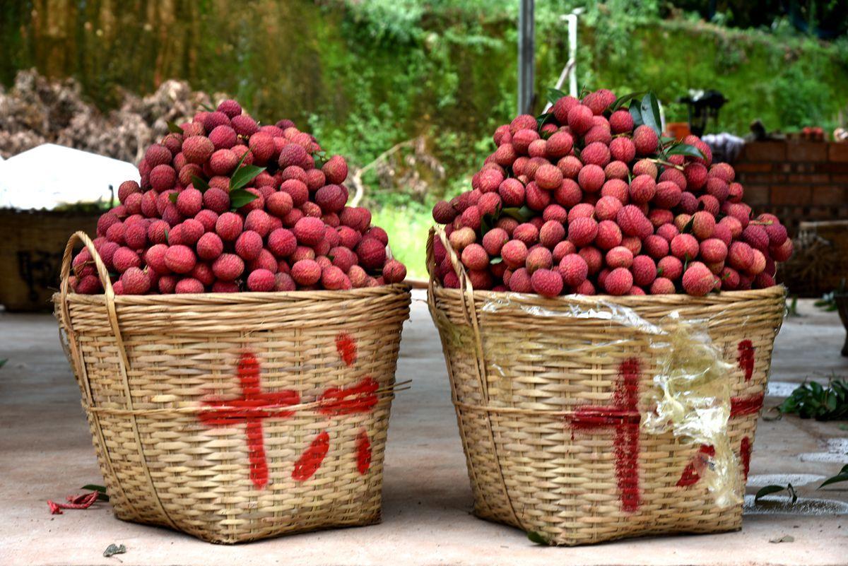 网媒看北海走进曲樟乡亚山村这里的荔枝成为了村民的致富法宝