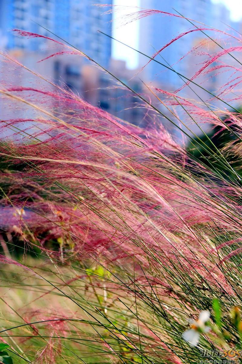 油行江路旁的粉黛乱子草又开花了!