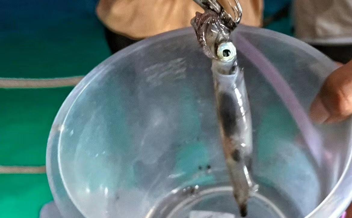 商机无处不在北海的钓鱿鱼都发展成一个旅游项目了