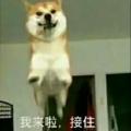 伍总