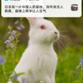 爱斗鸡