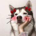 猫秀