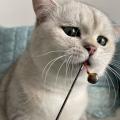 赢姐的猫