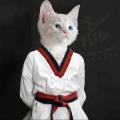 没胡子的猫