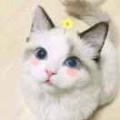 今天又失眠了