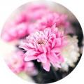 葡萄葡萄葡萄