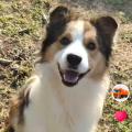 名犬玩家
