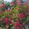 春暖花开bh