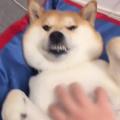 他说你可牛