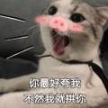 两只猫的女神