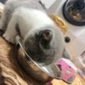 英短奶豆