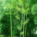 冬天的雨2018