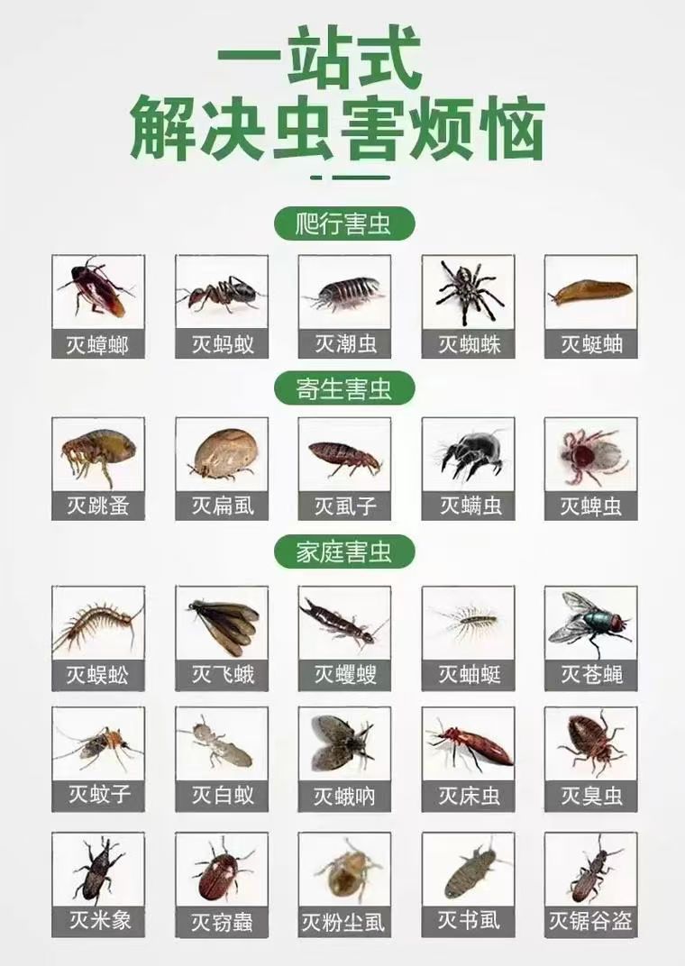 专业白蚁及“四害”（老鼠、蚊子、苍蝇、蟑螂）防治服务。采用科学与长效防控相结合的方式，针对白蚁（如乳白蚁、散白蚁等）开展