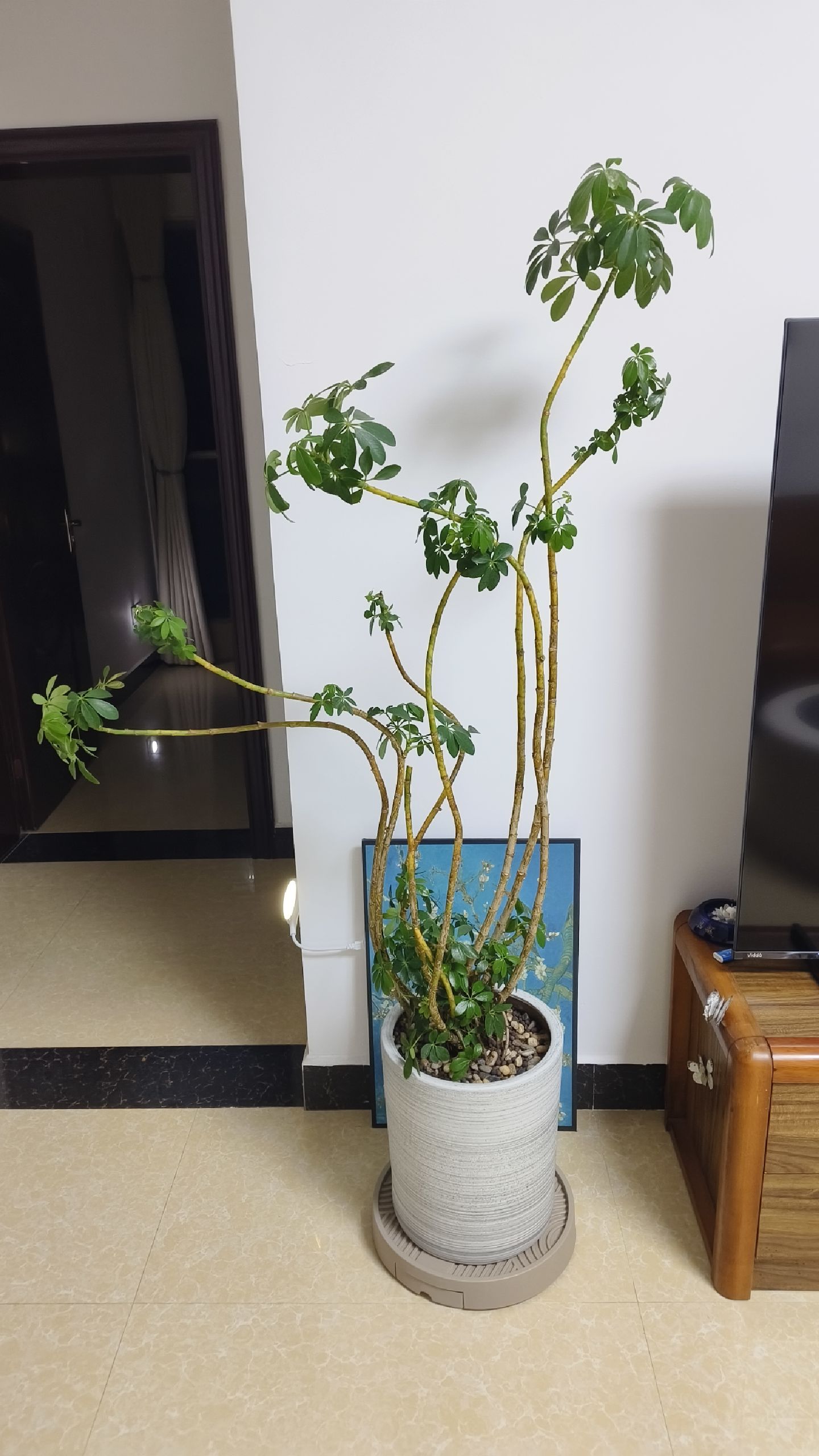 鸭脚木造型 盆栽 绿植，高度1.6米，宽45公分，带全新陶瓷大花盆出，送铝制造型条，状态很好，叶片健康，枝干挺拔，喜阴好